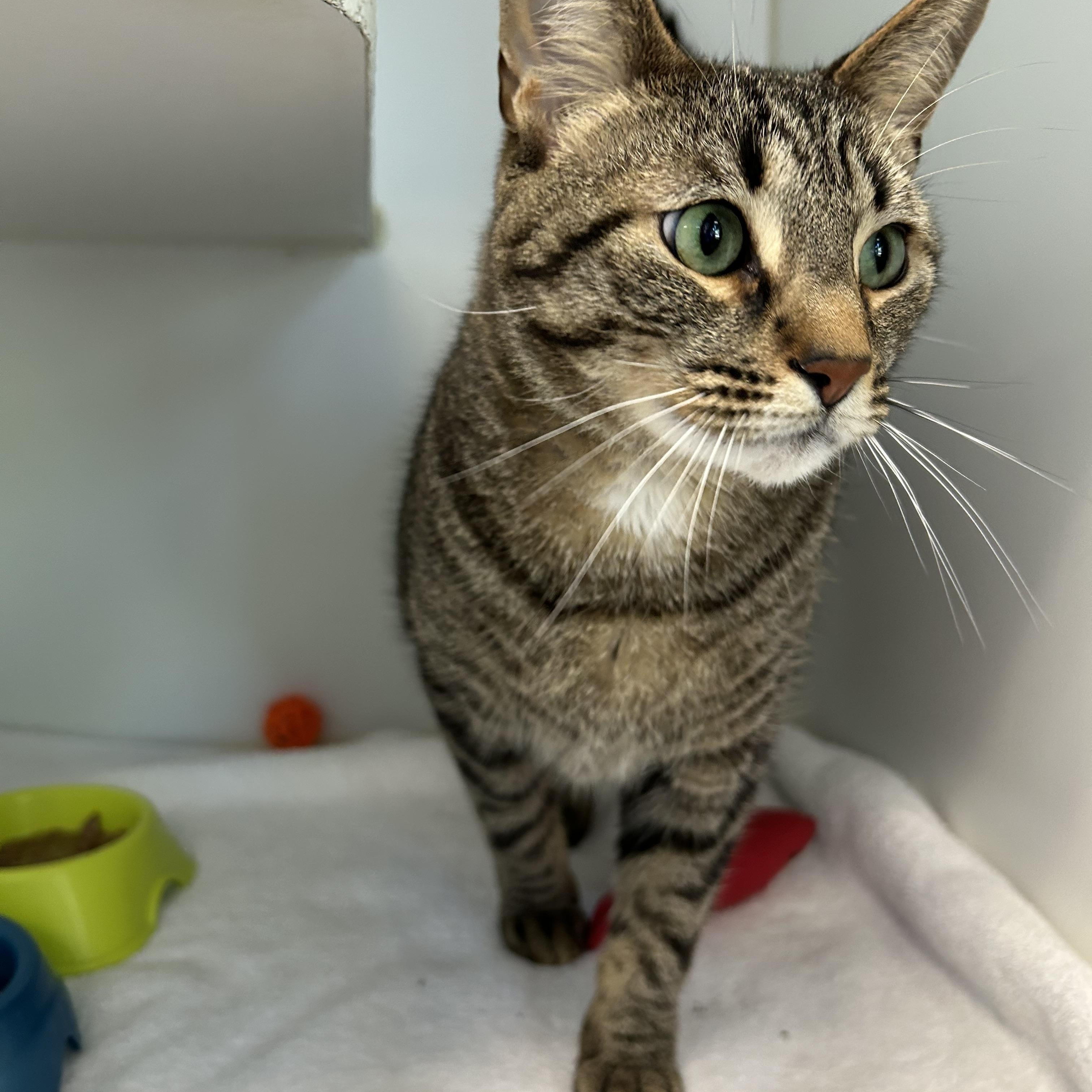 Rajah, a Adoptable Domestic Short Hair in La Grange Park, IL image 2/5