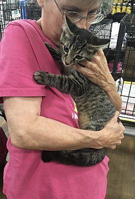 Griffin bonded (see description), Adoptable, Young Male Domestic Short Hair.
