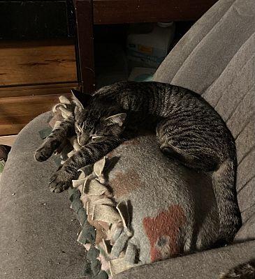 Enlarge Griffin bonded (see description), a Adoptable Domestic Short Hair in Macedonia, OH image 2/3