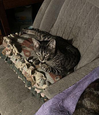 Enlarge Griffin bonded (see description), a Adoptable Domestic Short Hair in Macedonia, OH image 3/3