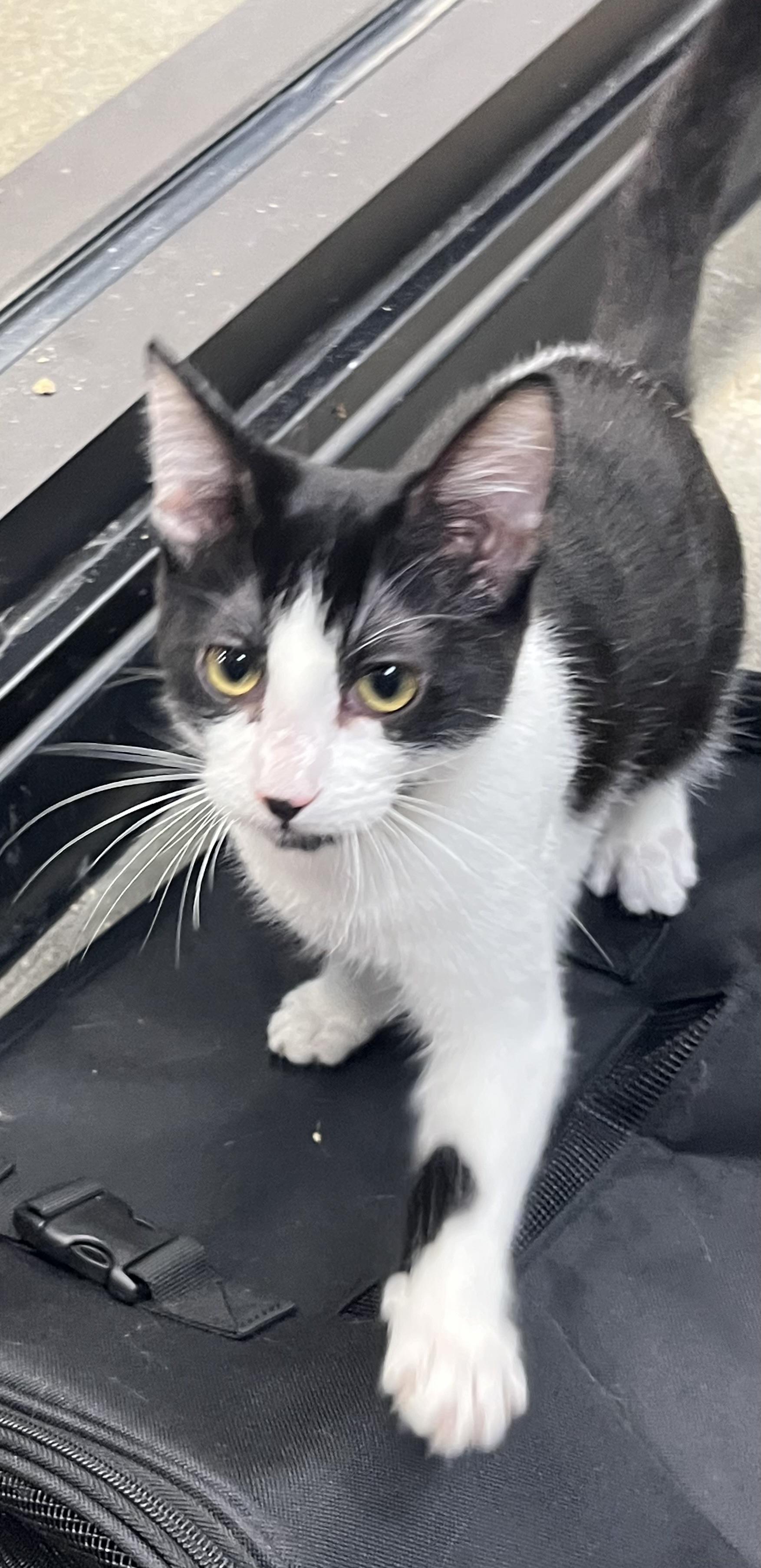 Enlarge Nuve at Petsmart, an adopted Domestic Short Hair in Federal Way, WA image 2/4