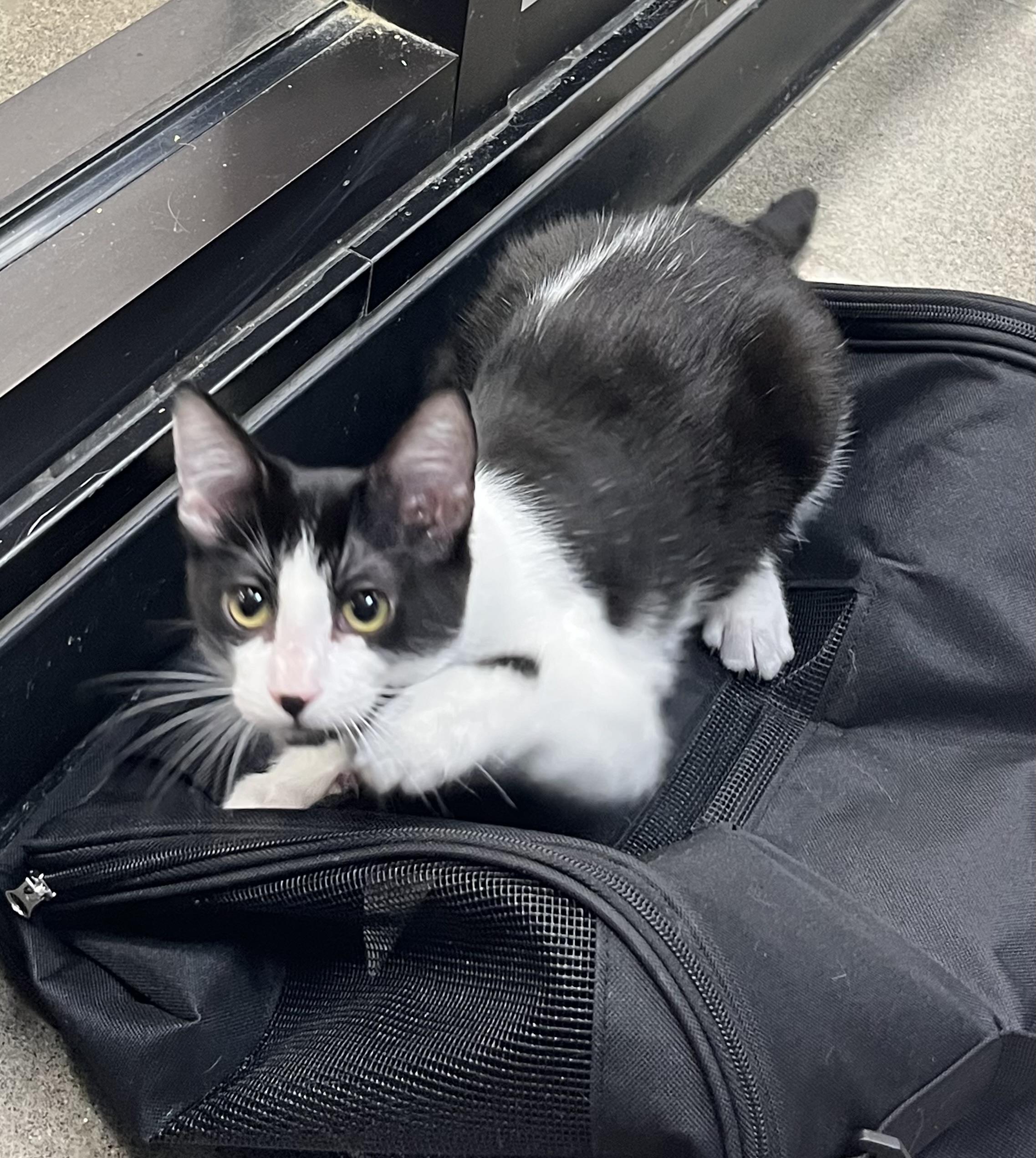 Enlarge Nuve at Petsmart, an adopted Domestic Short Hair in Federal Way, WA image 4/4