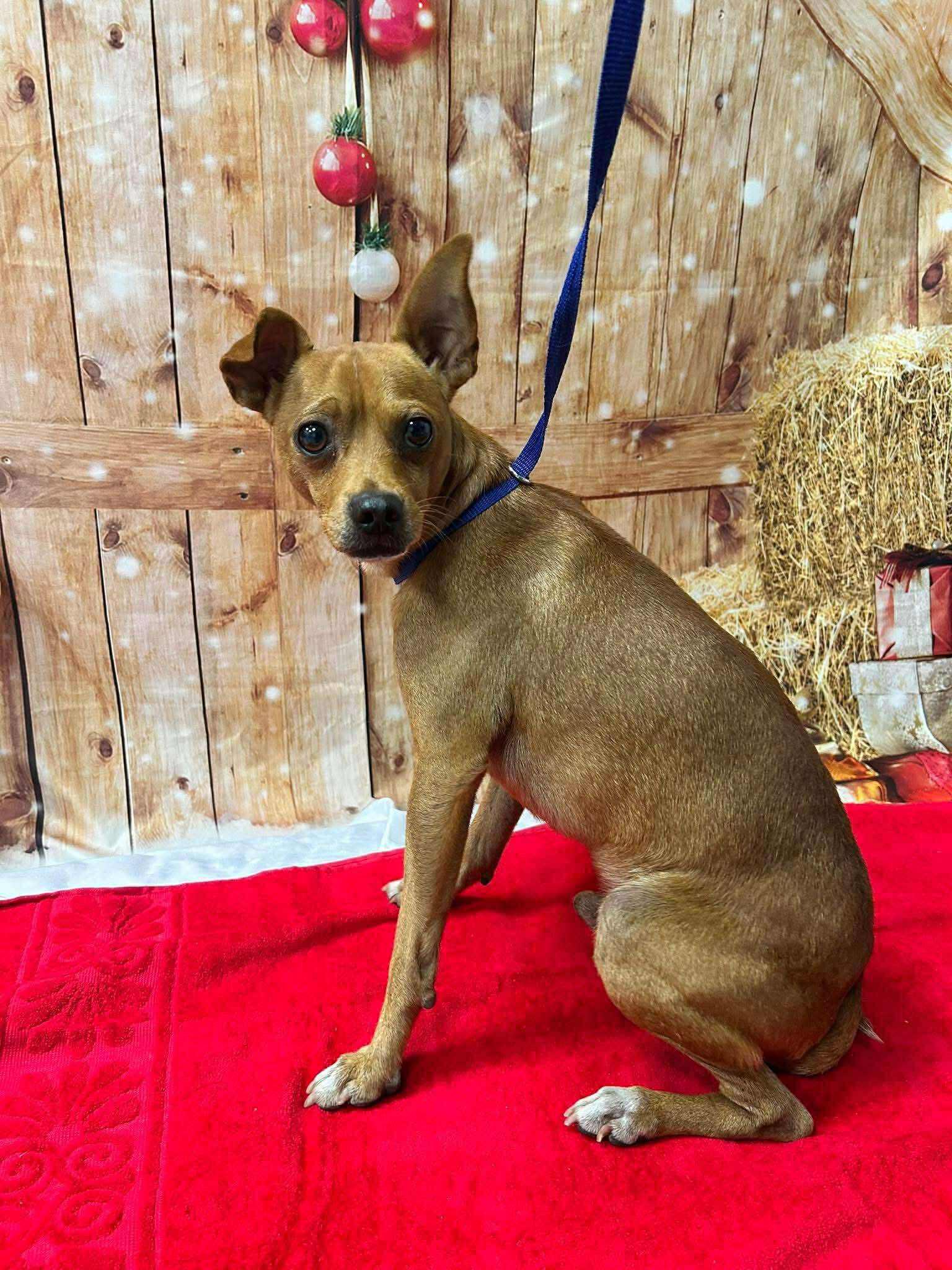 Jaz, a ADOPTABLE mixed breed in Cumming, GA image 1/5