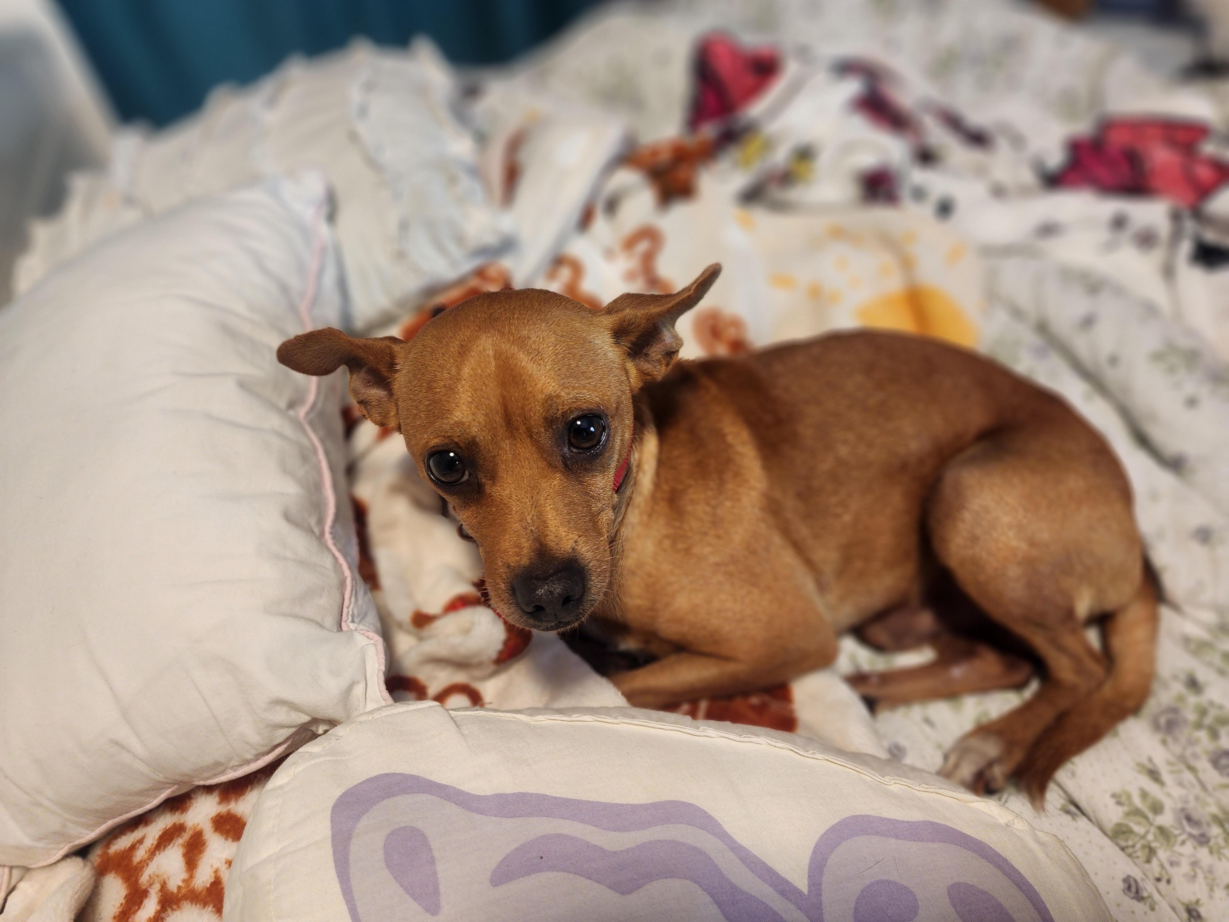 Jaz, a ADOPTABLE mixed breed in Cumming, GA image 4/5