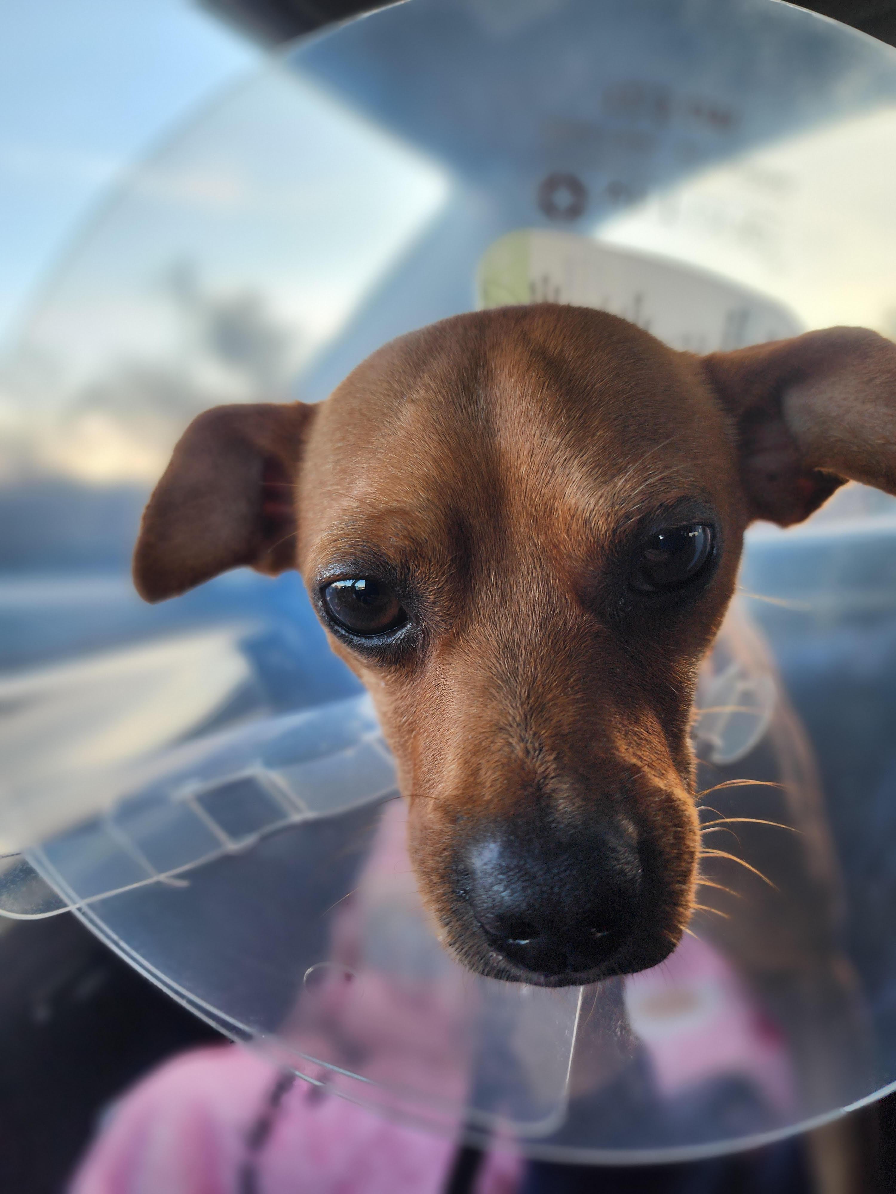 Jaz, a ADOPTABLE mixed breed in Cumming, GA image 2/5