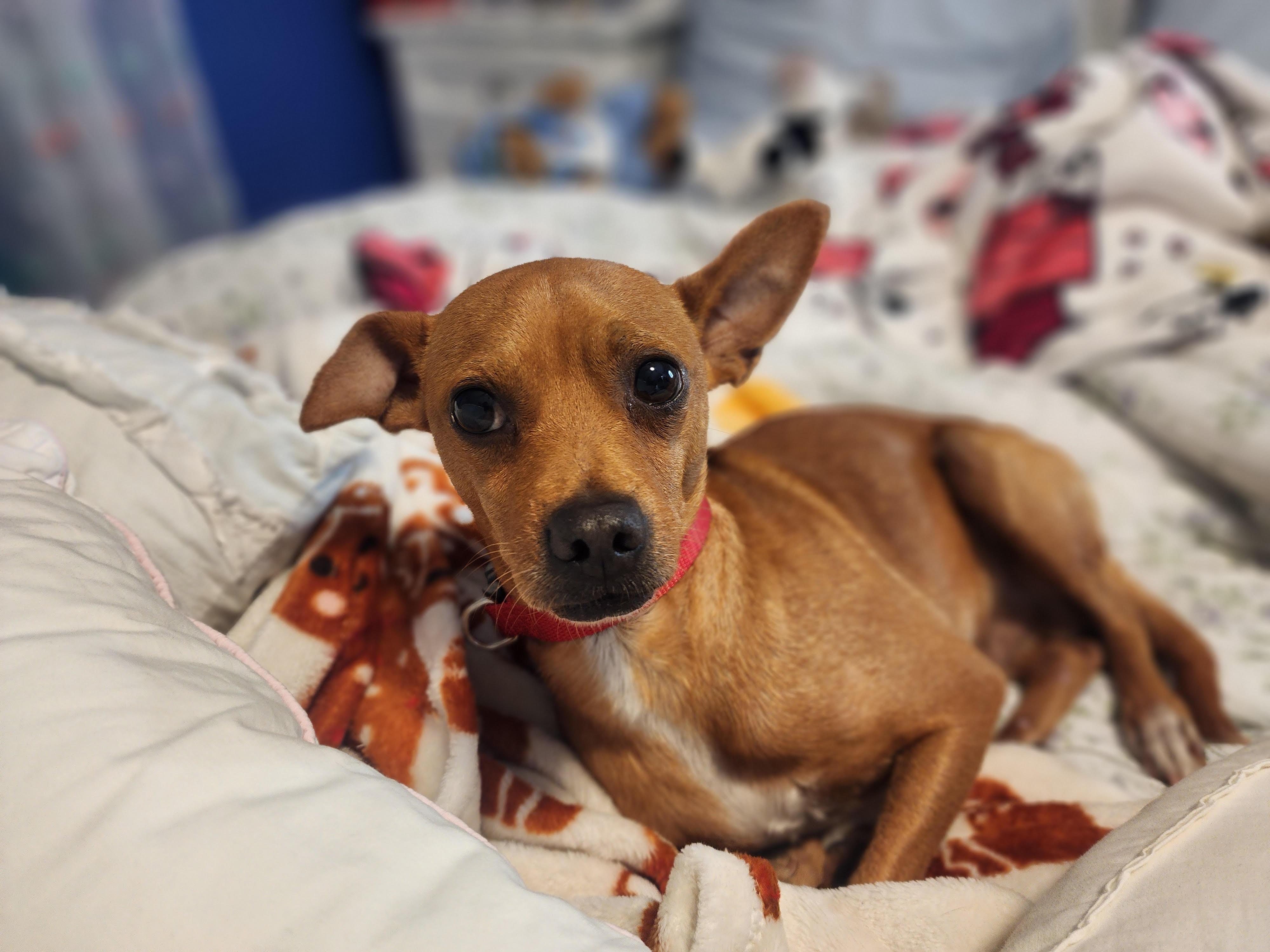 Jaz, a ADOPTABLE mixed breed in Cumming, GA image 3/5