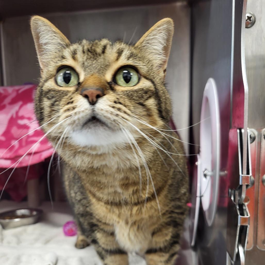 Enlarge Ezri, a Adoptable Domestic Short Hair in Fort Wayne, IN image 1/4