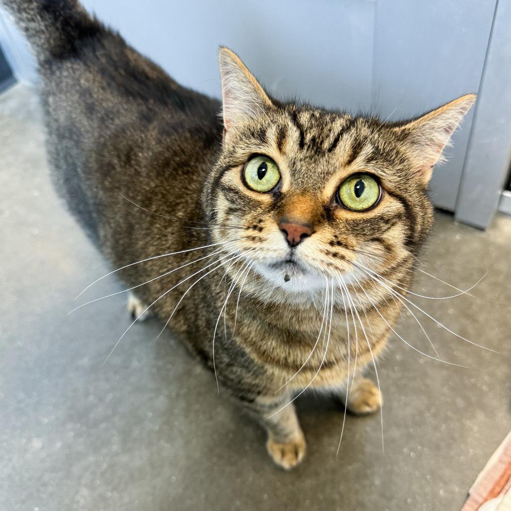 Enlarge Ezri, a Adoptable Domestic Short Hair in Fort Wayne, IN image 2/4