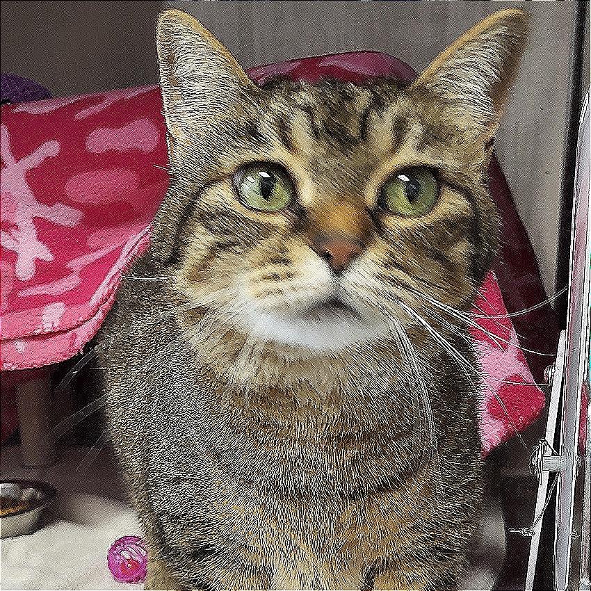 Enlarge Ezri, a Adoptable Domestic Short Hair in Fort Wayne, IN image 3/4