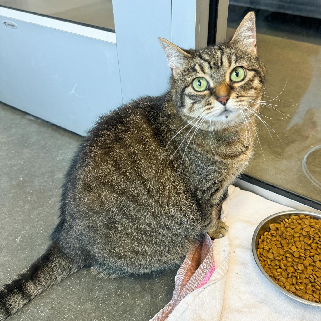 Enlarge Ezri, a Adoptable Domestic Short Hair in Fort Wayne, IN image 4/4
