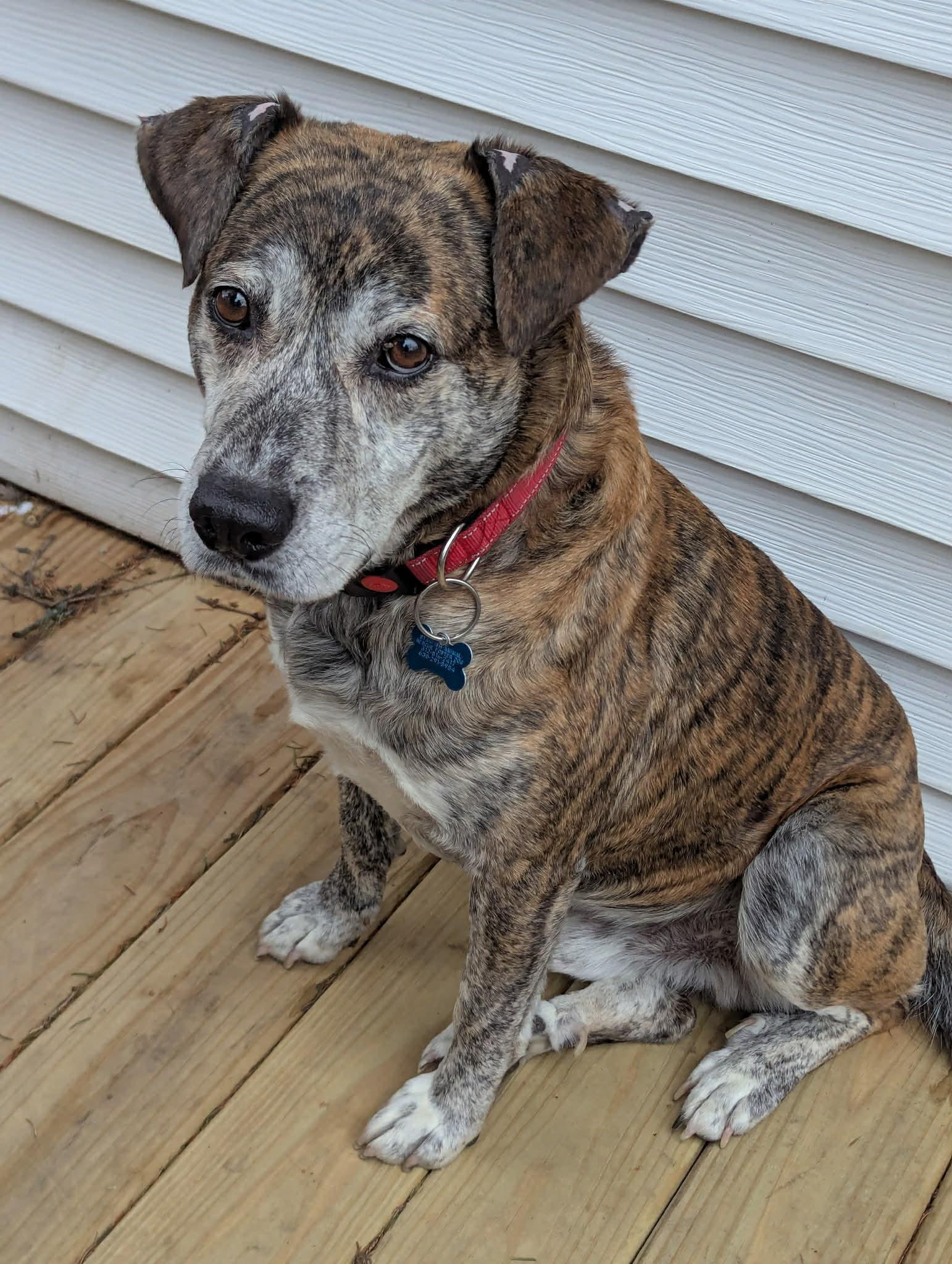Enlarge Smokey, a ADOPTABLE mixed breed in Plainfield, IL image 2/6