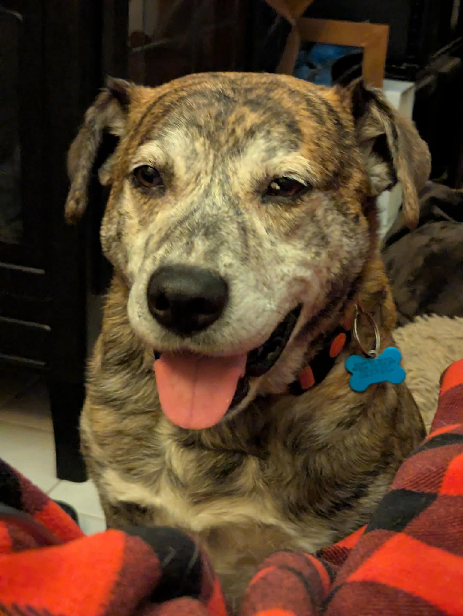 Enlarge Smokey, a ADOPTABLE mixed breed in Plainfield, IL image 1/6