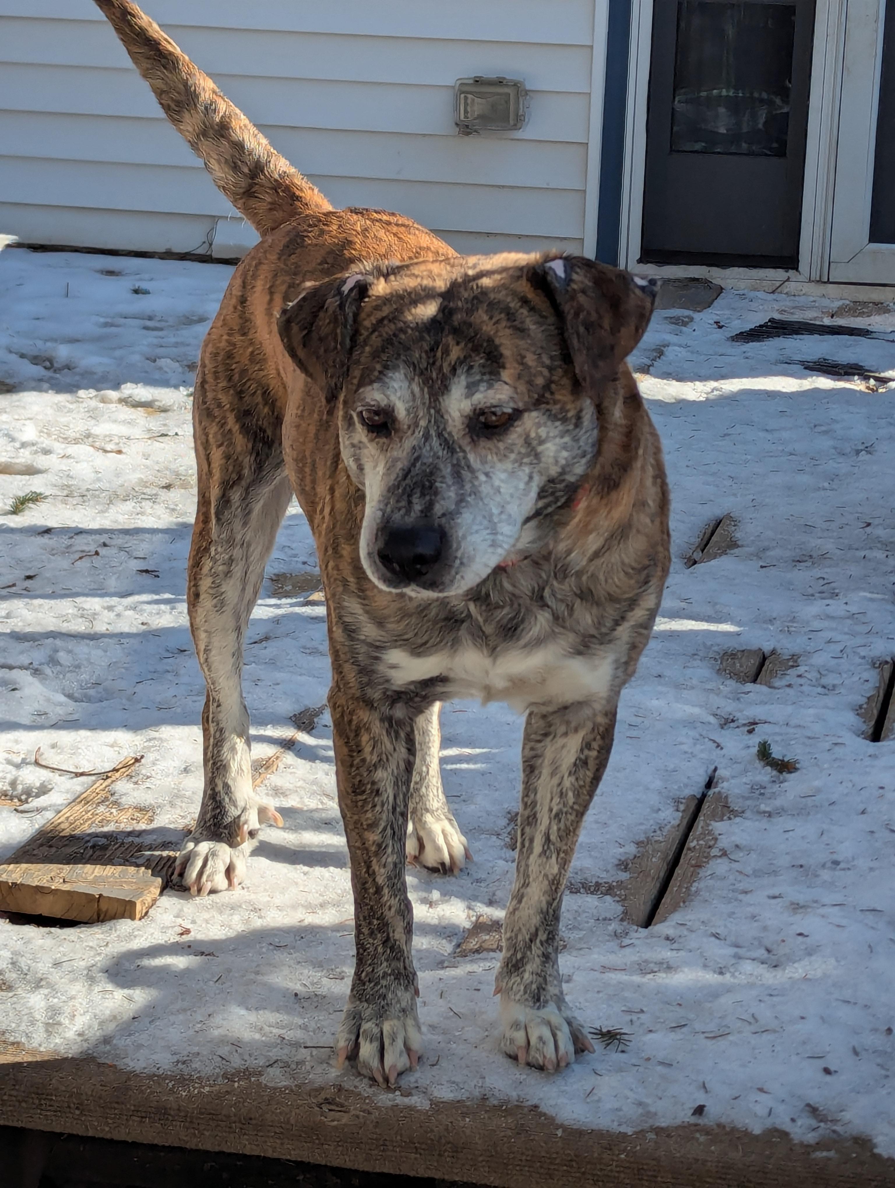 Enlarge Smokey, a ADOPTABLE mixed breed in Plainfield, IL image 4/6