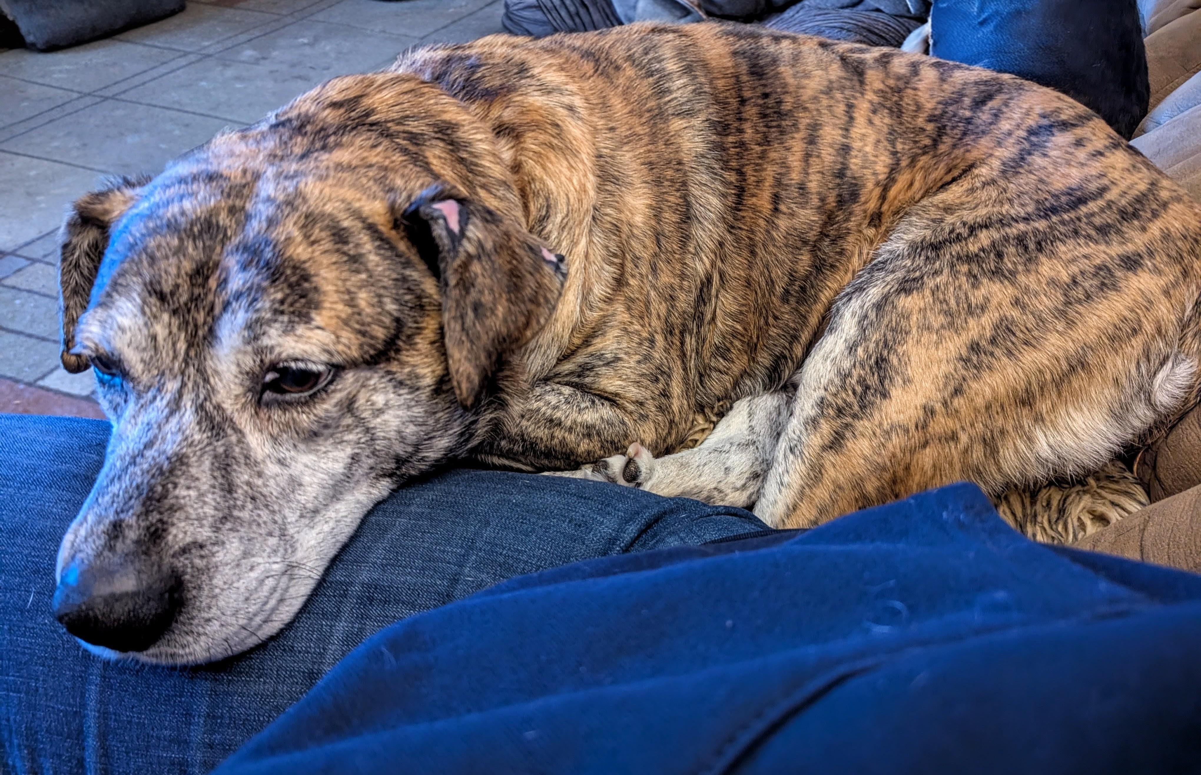 Enlarge Smokey, a ADOPTABLE mixed breed in Plainfield, IL image 5/6