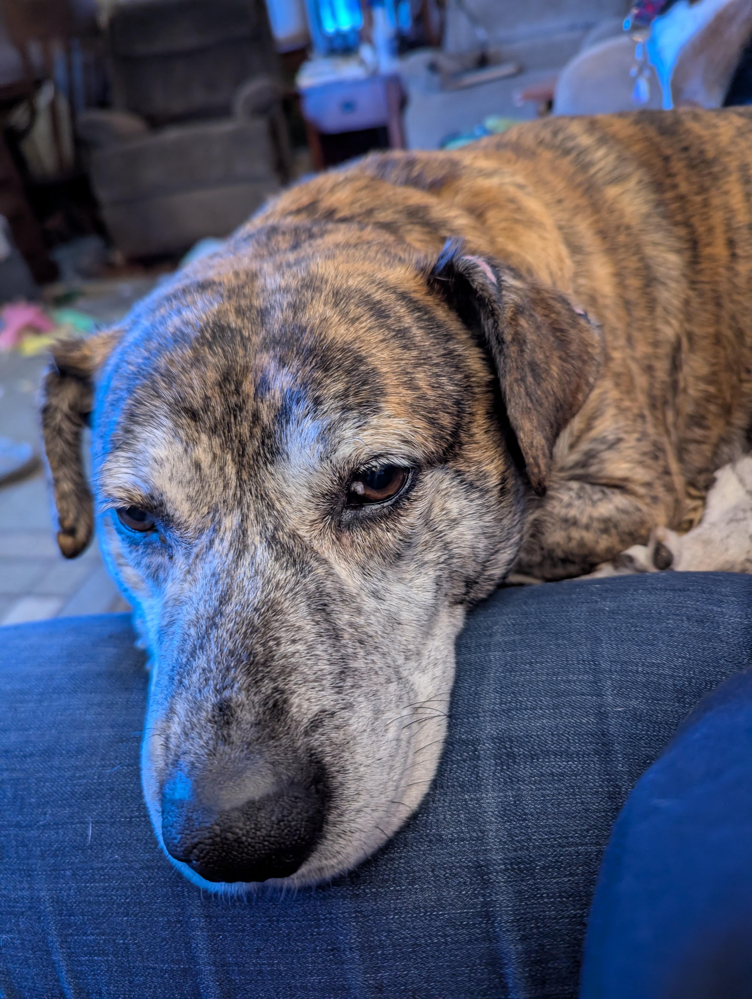 Enlarge Smokey, a ADOPTABLE mixed breed in Plainfield, IL image 6/6