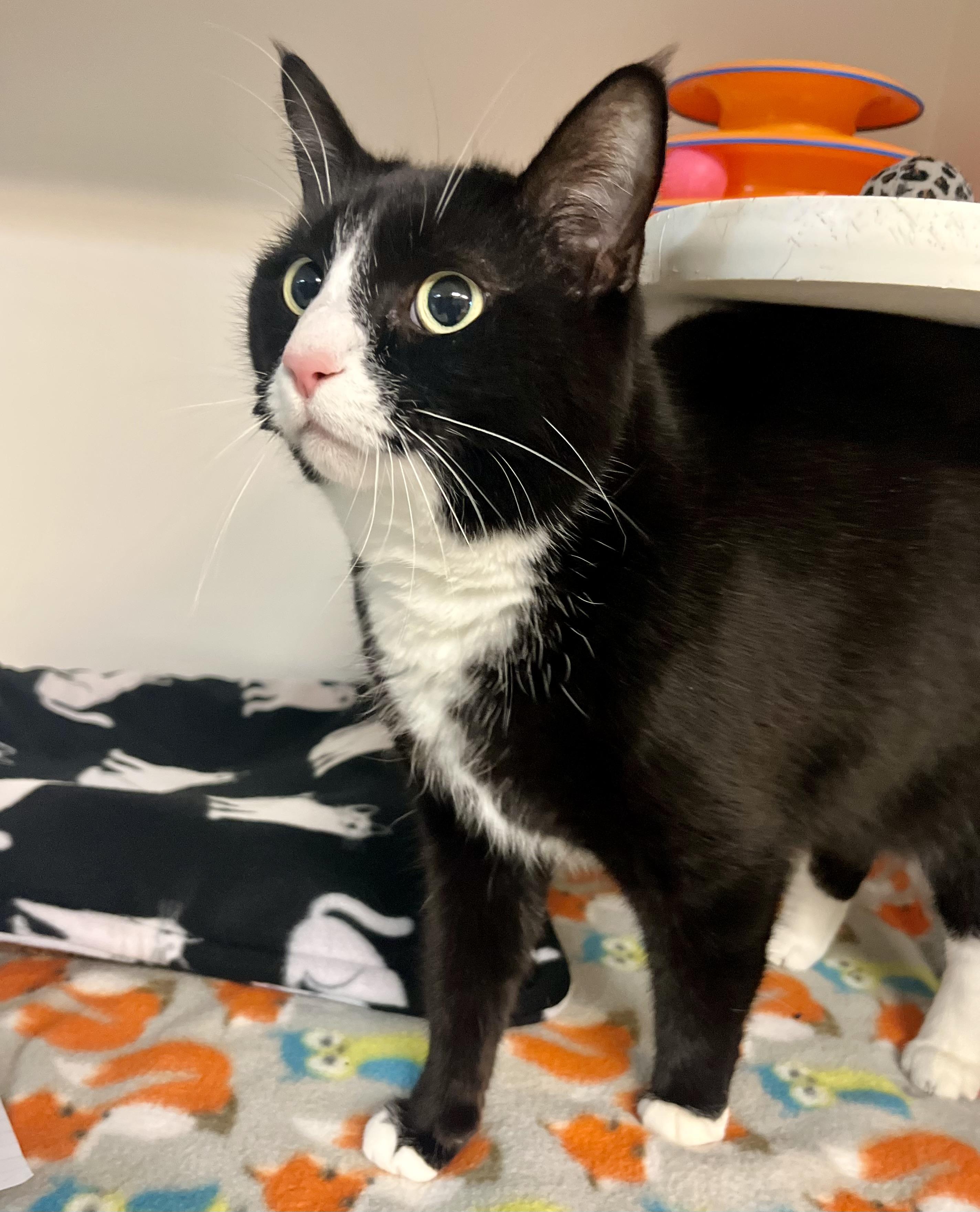 Phoebe, a Adoptable Domestic Short Hair in Seville, OH image 2/2