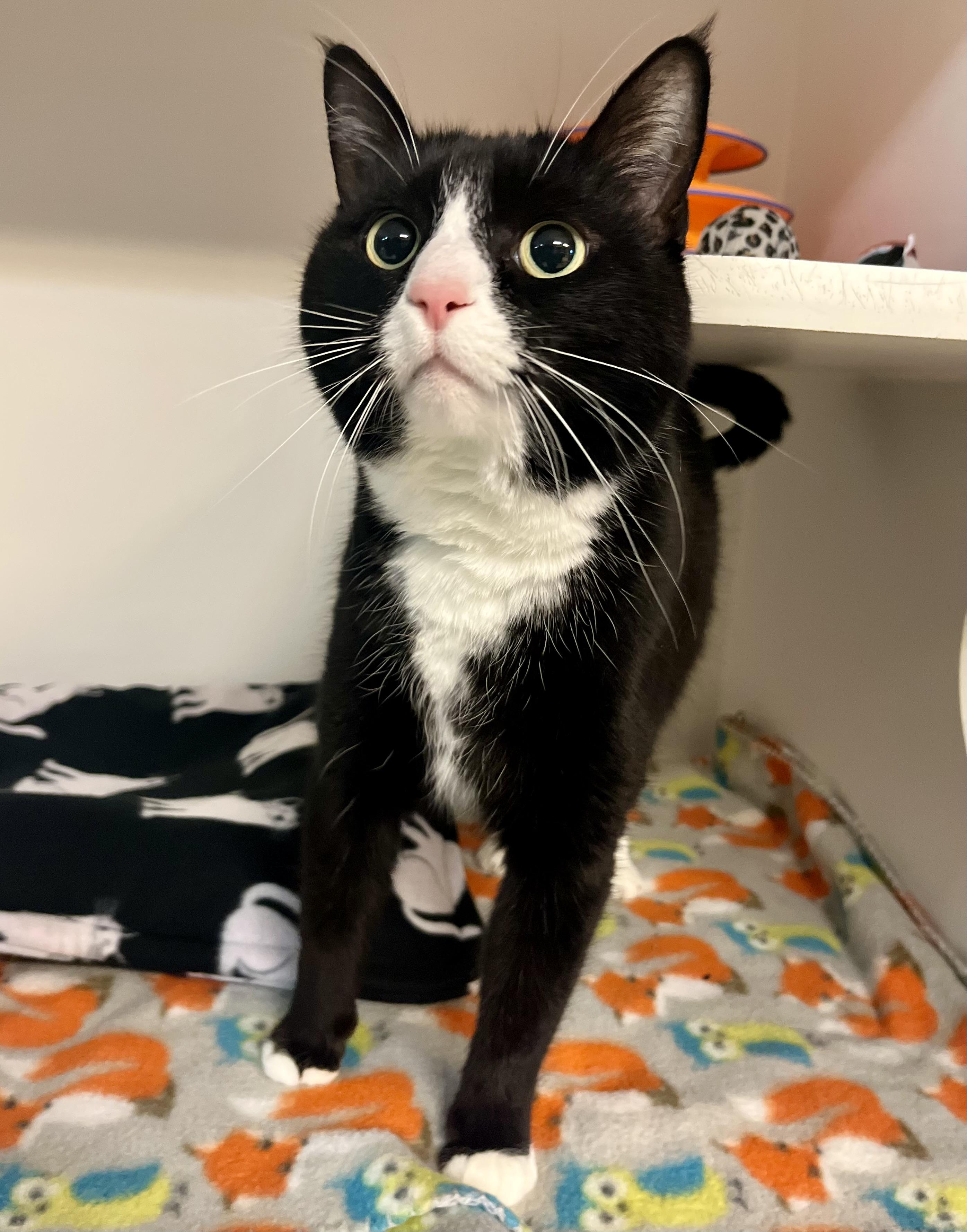 Phoebe, a Adoptable Domestic Short Hair in Seville, OH image 1/2