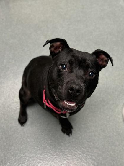 Pike, Adoptable, Adult Female American Staffordshire Terrier & Mixed Breed.