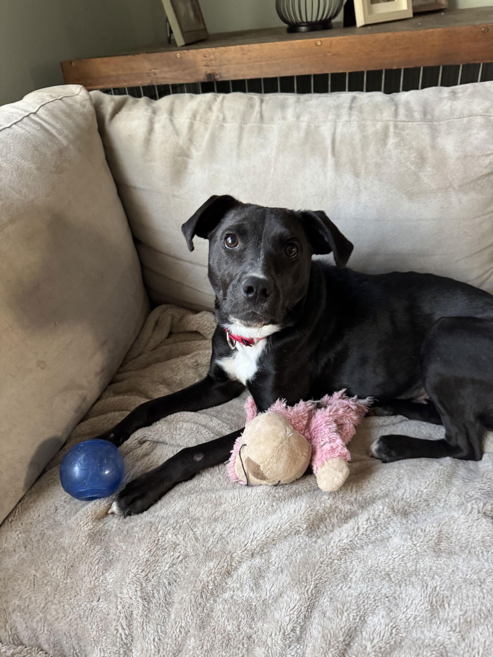 Enlarge Dolly, a Adoptable mixed breed in Doylestown, PA image 1/3
