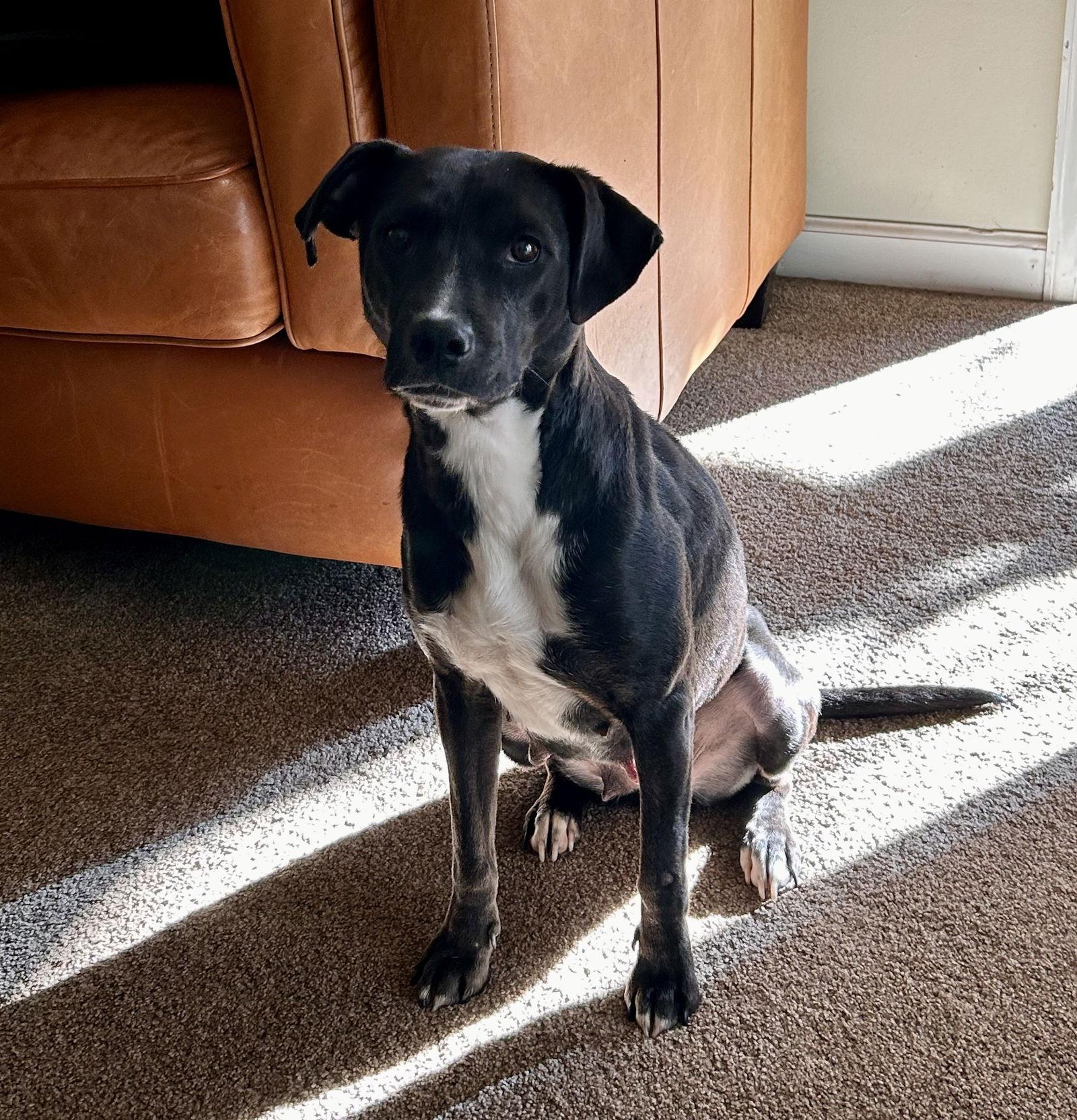 Enlarge Dolly, a Adoptable mixed breed in Doylestown, PA image 2/3