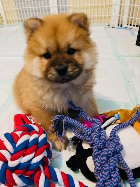 Buster, Adoptable, Puppy Male Chow Chow.