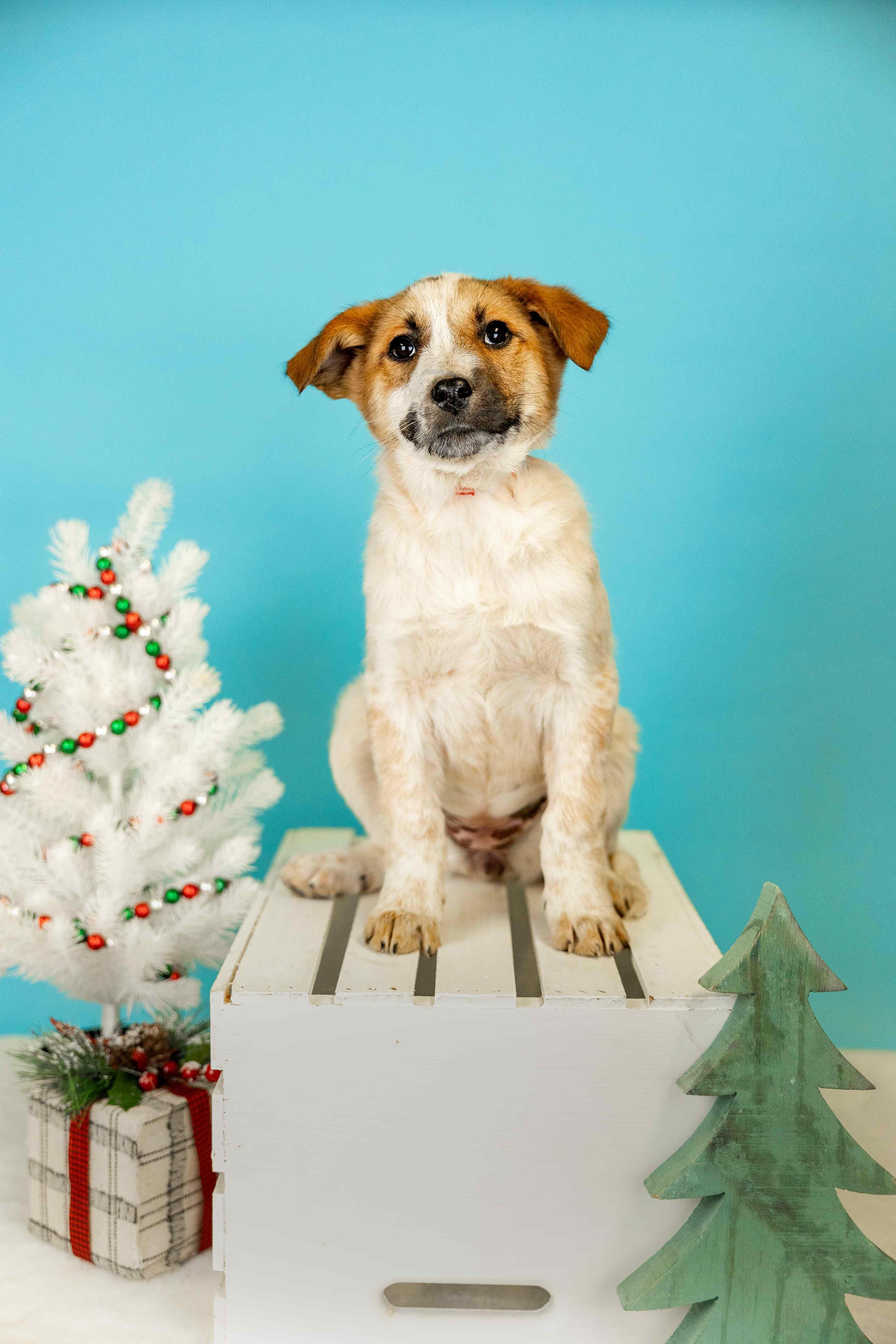 1092-25, ADOPTABLE, Young Female Australian Cattle Dog / Blue Heeler.