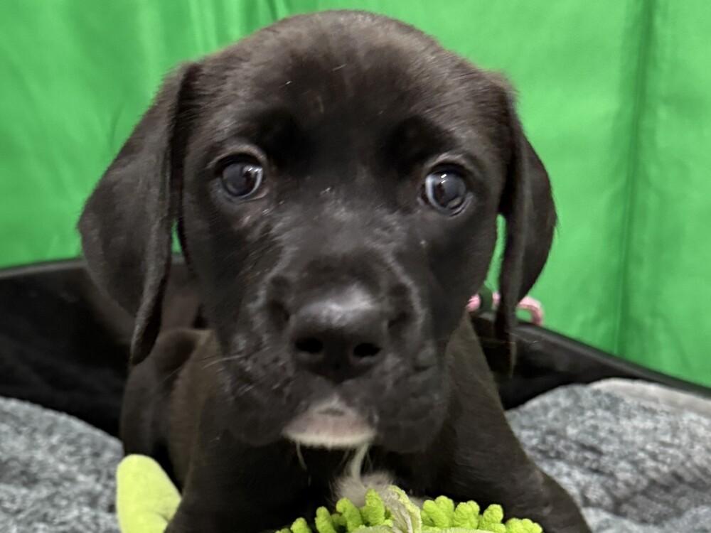 Enlarge Karma, a Adoptable mixed breed in Hartwell, GA image 1/4