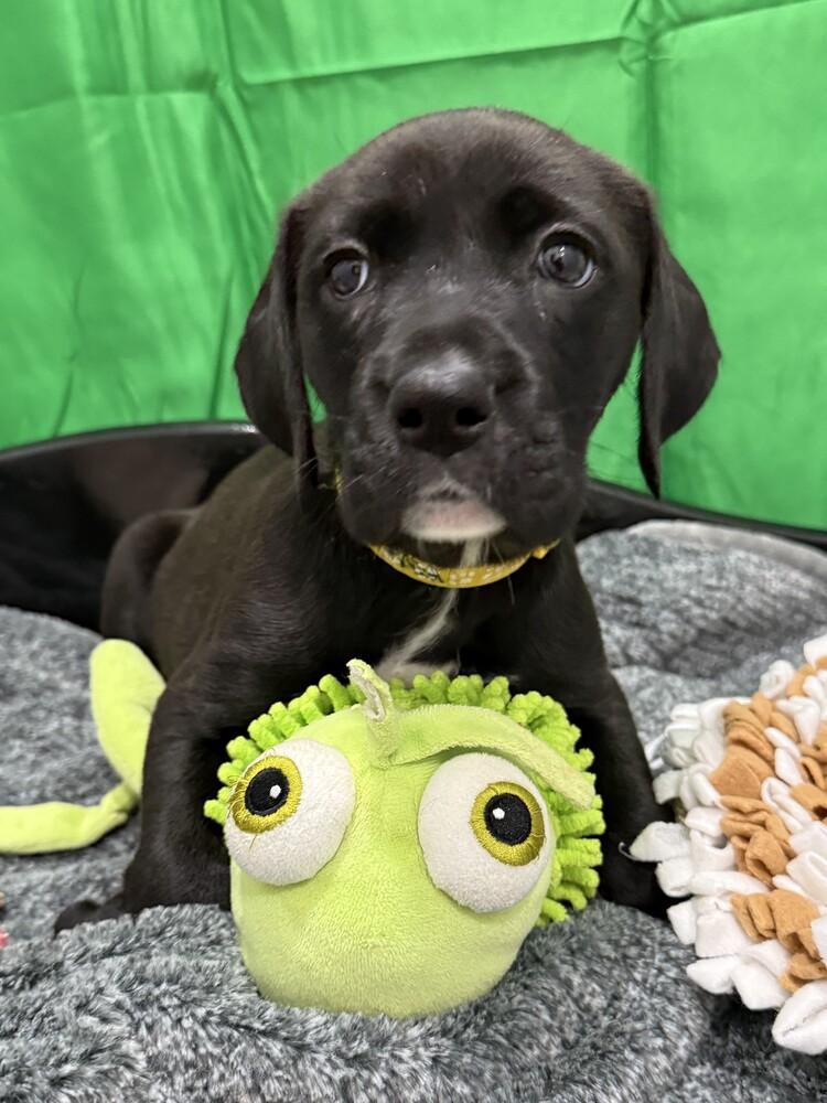 Enlarge Karma, a Adoptable mixed breed in Hartwell, GA image 2/4