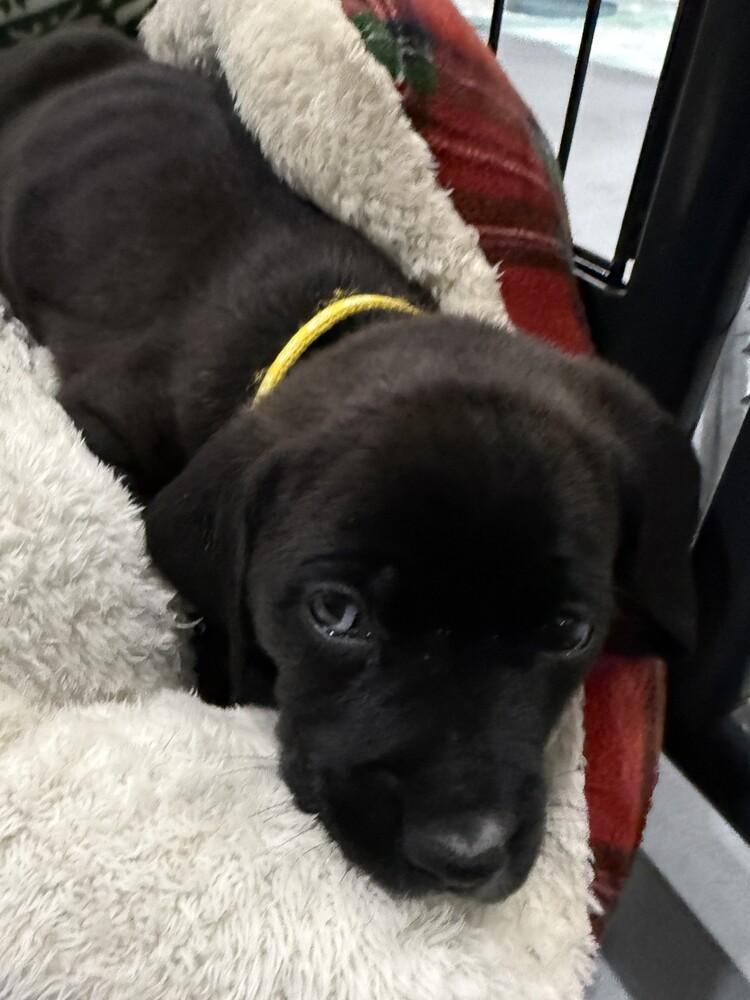 Enlarge Karma, a Adoptable mixed breed in Hartwell, GA image 3/4