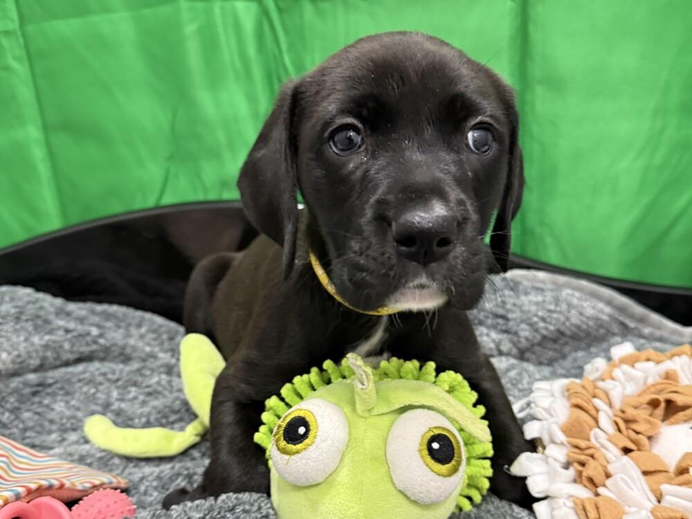 Enlarge Karma, a Adoptable mixed breed in Hartwell, GA image 4/4