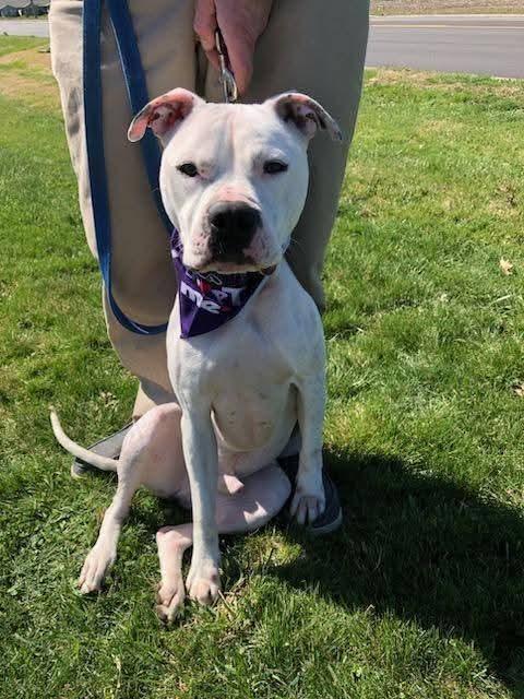 Spot, Adopted, Adult Male American Bulldog & Mixed Breed.