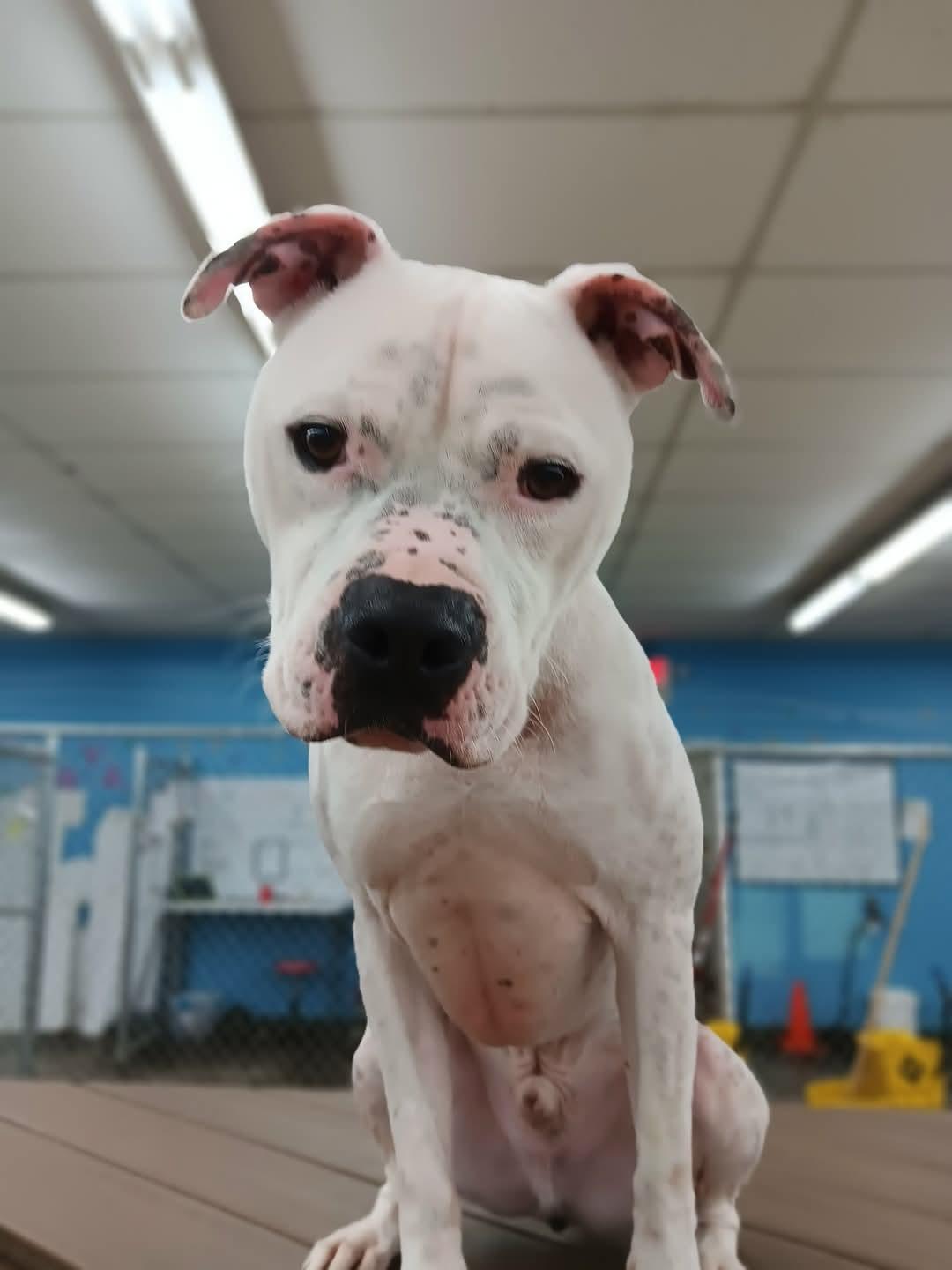 Spot, a Adopted mixed breed in Evansville, IN image 3/5