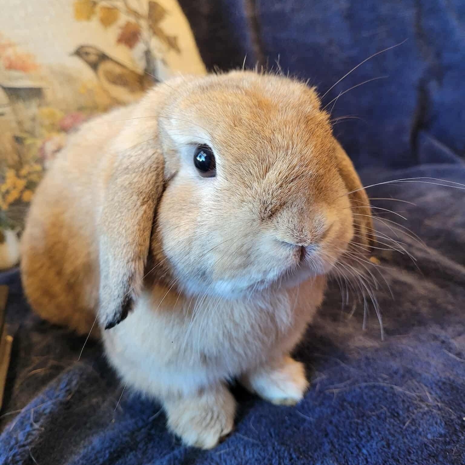 Jiji, Adoptable, Adult Male Holland Lop.