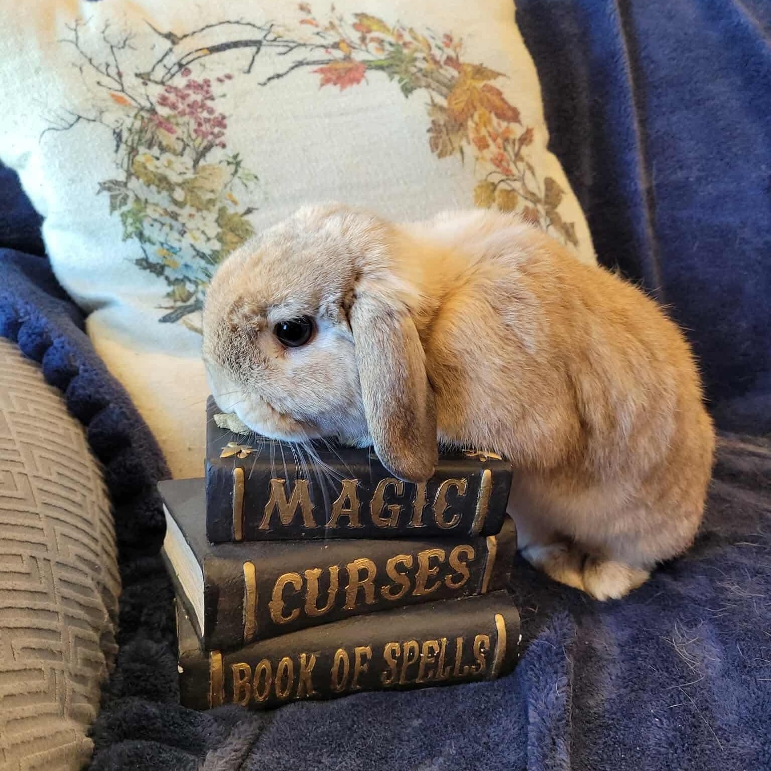Enlarge Jiji, a Adoptable Holland Lop in Salt Lake City, UT image 2/6