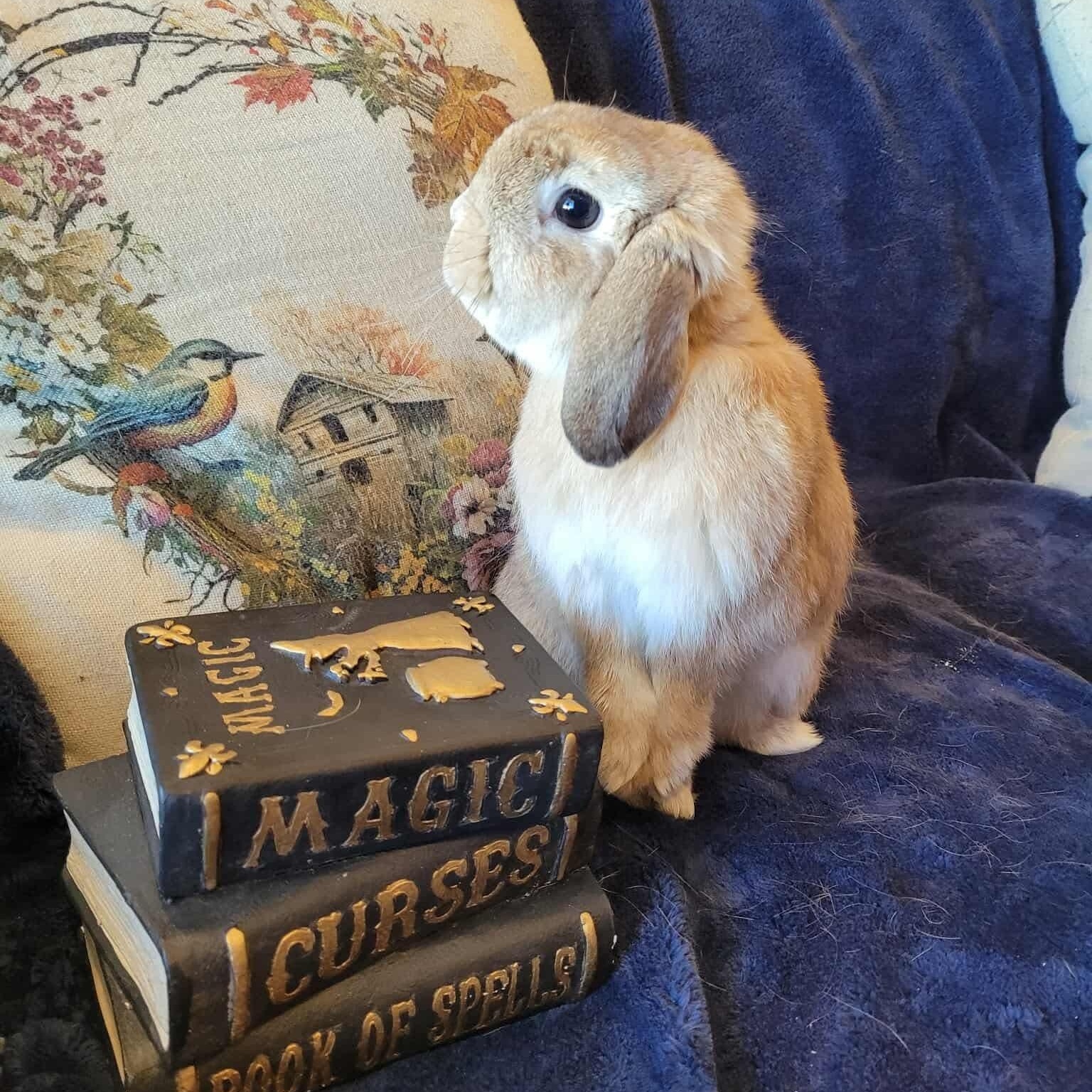Enlarge Jiji, a Adoptable Holland Lop in Salt Lake City, UT image 3/6