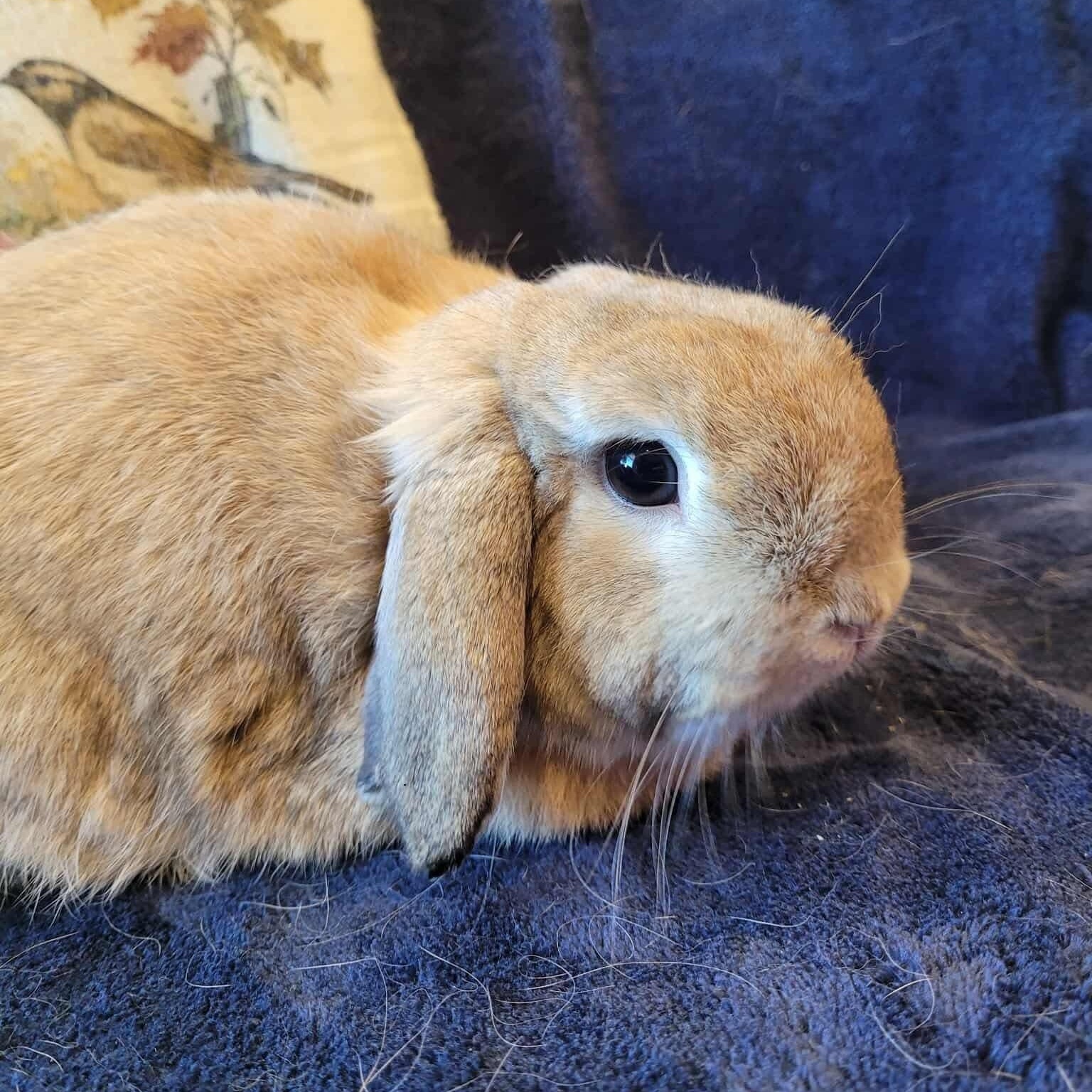 Enlarge Jiji, a Adoptable Holland Lop in Salt Lake City, UT image 6/6