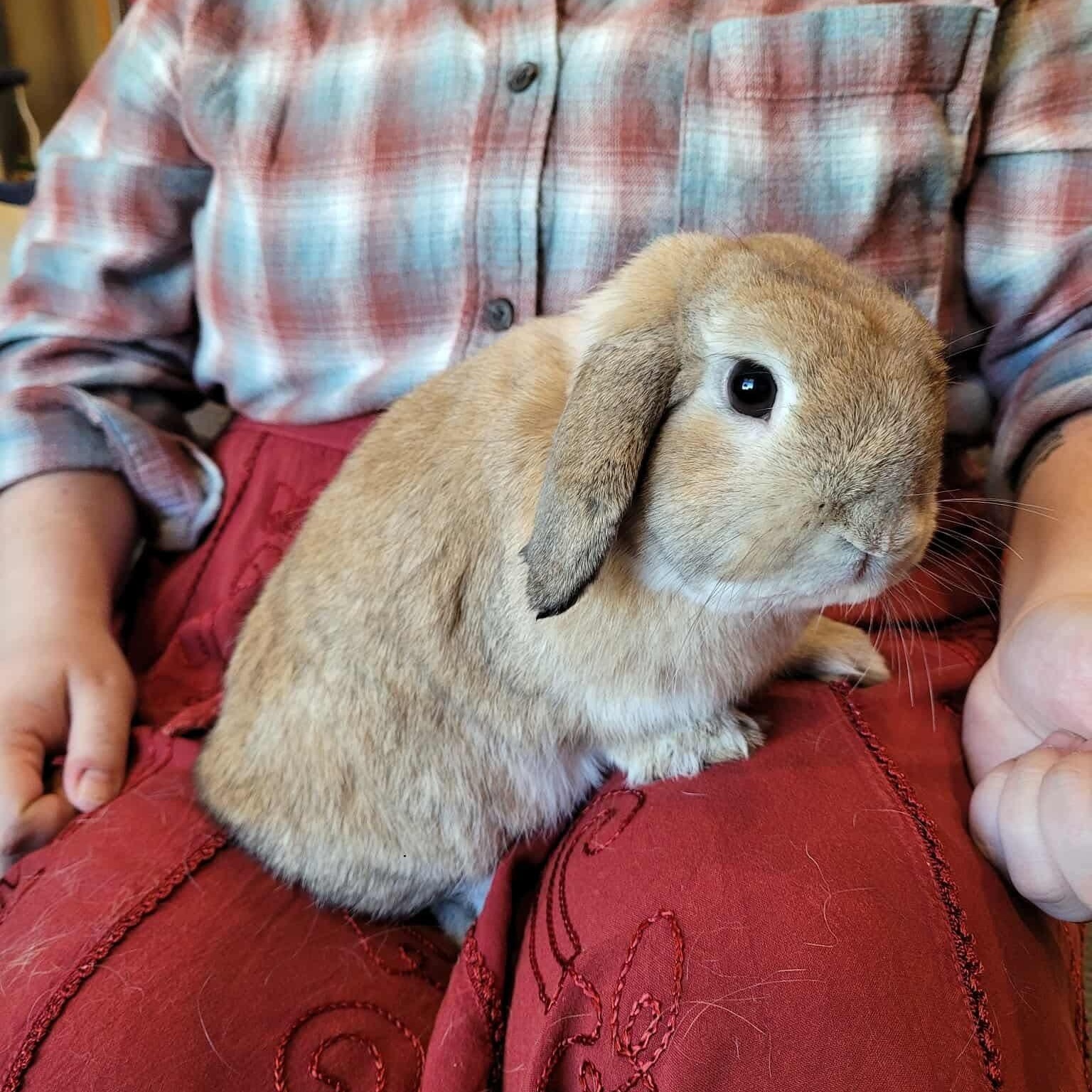 Enlarge Jiji, a Adoptable Holland Lop in Salt Lake City, UT image 4/6