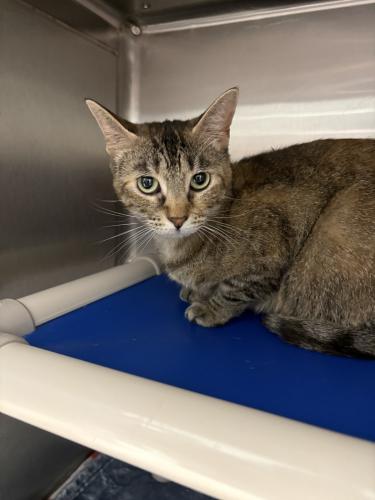 Lucy and Thumper, Adoptable, Adult Female Domestic Short Hair.