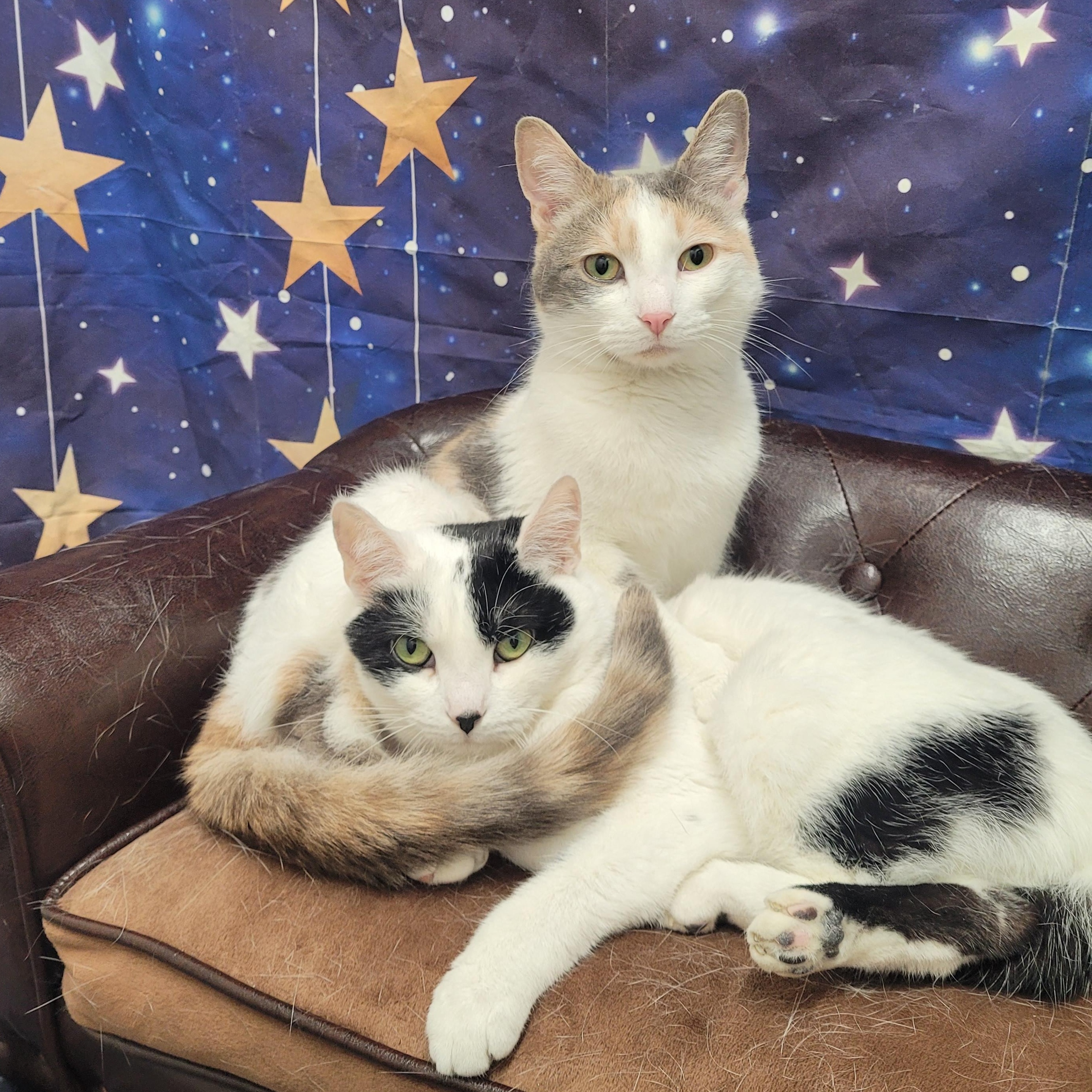 Dixie & Baylee, a Adoptable Domestic Short Hair in Charlotte, NC image 1/5