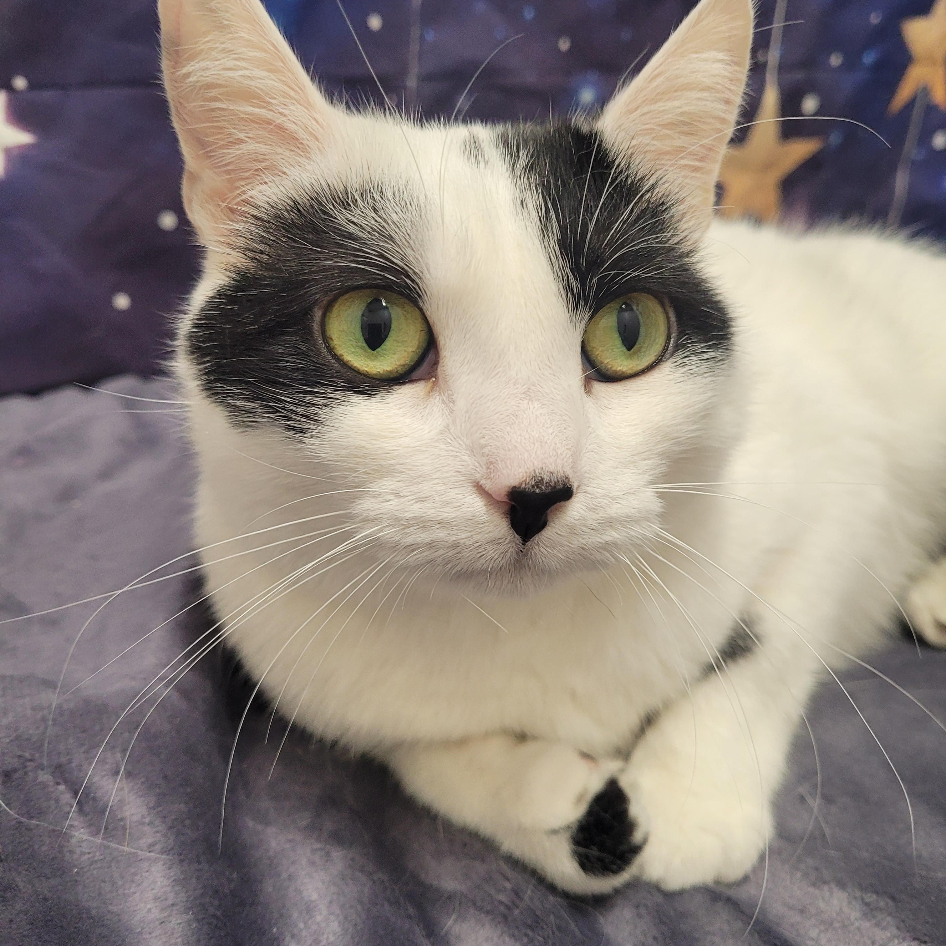 Dixie & Baylee, a Adoptable Domestic Short Hair in Charlotte, NC image 4/5