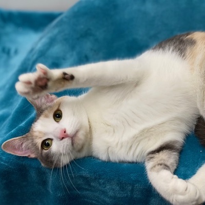 Dixie & Baylee, a Adoptable Domestic Short Hair in Charlotte, NC image 2/5