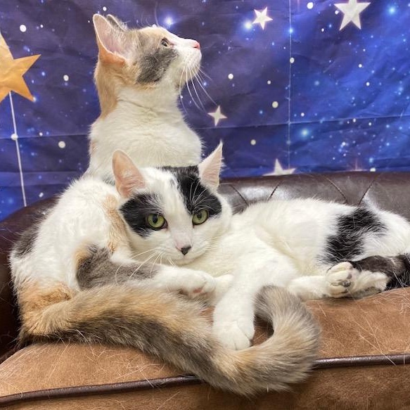 Dixie & Baylee, a Adoptable Domestic Short Hair in Charlotte, NC image 3/5