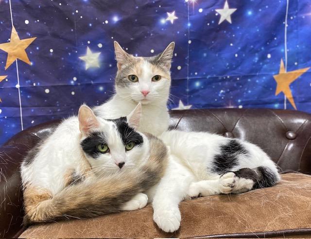 Dixie & Baylee, a Adoptable Domestic Short Hair in Charlotte, NC image 5/5