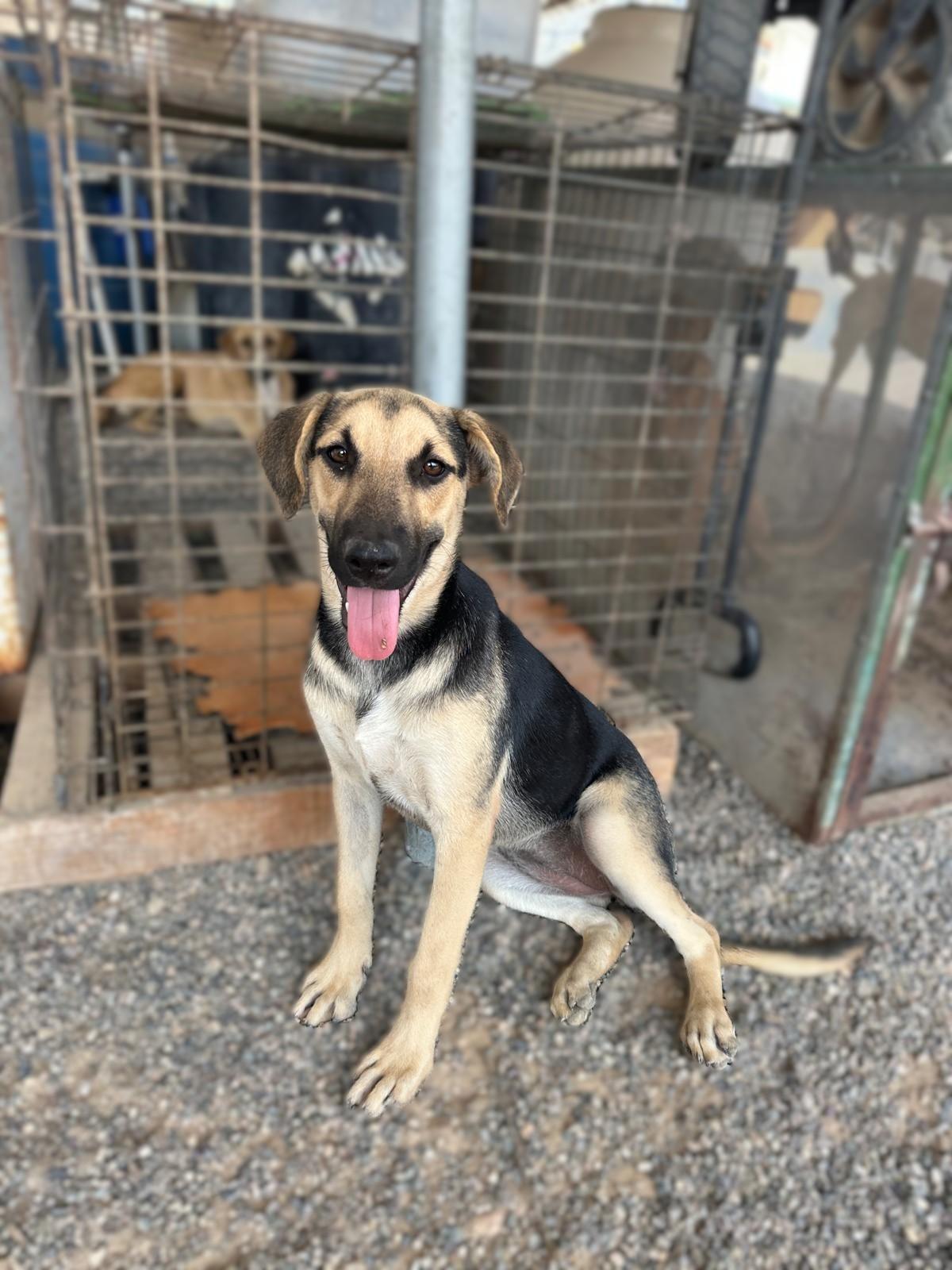 Alice — thumbnail 6