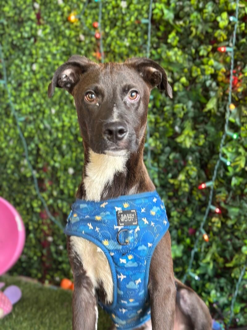 Enlarge Willis, a Adoptable mixed breed in Placerville, CA image 1/1