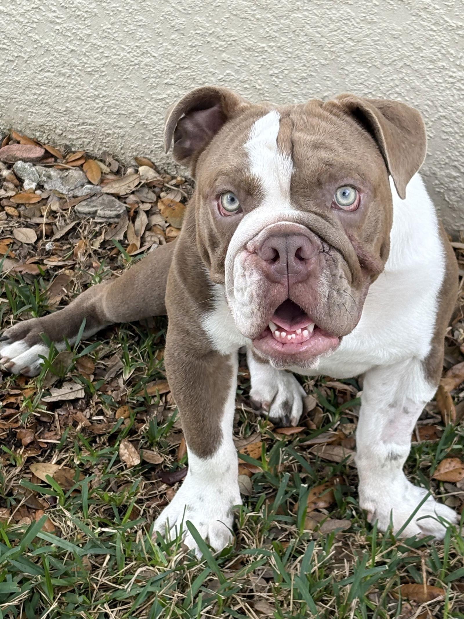 Jovi, Adoptable, Young Male English Bulldog.