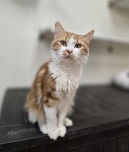 Daisy, a ADOPTABLE Domestic Medium Hair in Woodstock, IL image 1/3