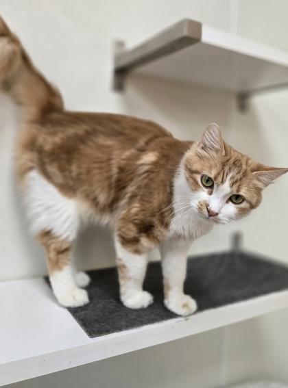 Daisy, a ADOPTABLE Domestic Medium Hair in Woodstock, IL image 2/3