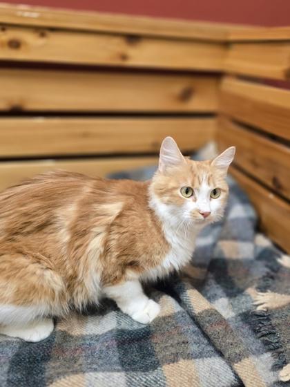 Daisy, a ADOPTABLE Domestic Medium Hair in Woodstock, IL image 1/3