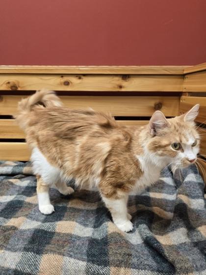 Daisy, a ADOPTABLE Domestic Medium Hair in Woodstock, IL image 2/3